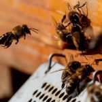 Arranca el proyecto para repoblar España con 47 millones de abejas ibéricas