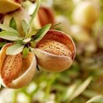 España y Portugal unen fuerzas para promocionar la sostenibilidad y calidad de la almendra europea